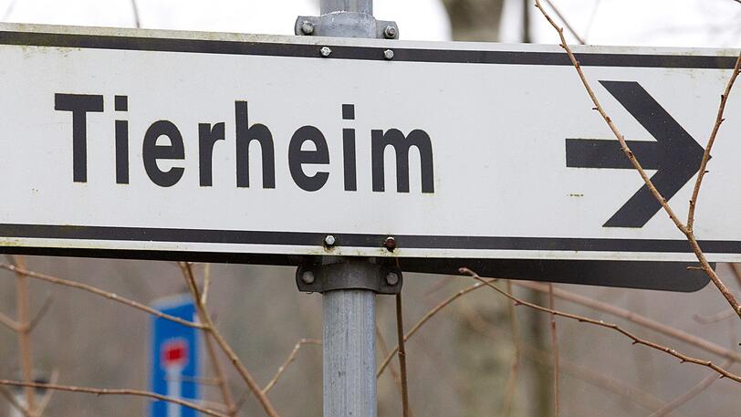 Über 30 verwahrloste Hunde wurden bereits ins Tierheim gebracht. (Symbolbild)