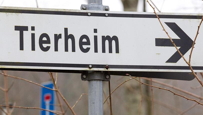 Über 30 verwahrloste Hunde wurden bereits ins Tierheim gebracht. (Symbolbild) Über 30 verwahrloste Hunde wurden bereits ins Tierheim gebracht. (Symbolbild)