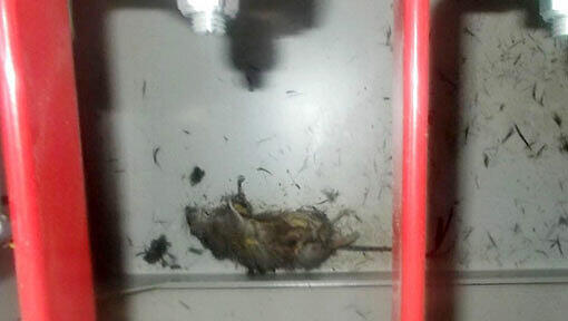 Die tote Ratte an einer Wand in der Nähe einer Schalttafel. Die tote Ratte an einer Wand in der Nähe einer Schalttafel.