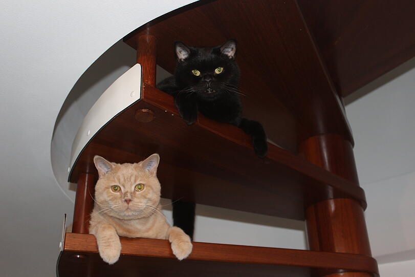 Stanley und Stella
