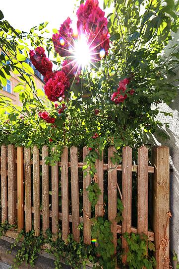 Wie ein alter Bauerngarten.