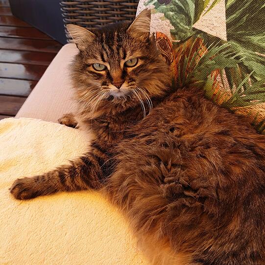 Lilly