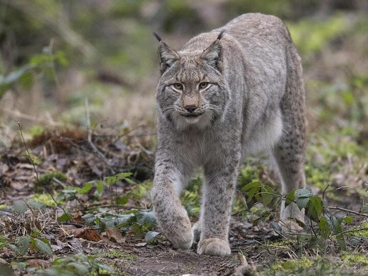 Ein Luchs spaziert durch sein Gehege. Foto: Boris Roessler/dpa/Archivbild