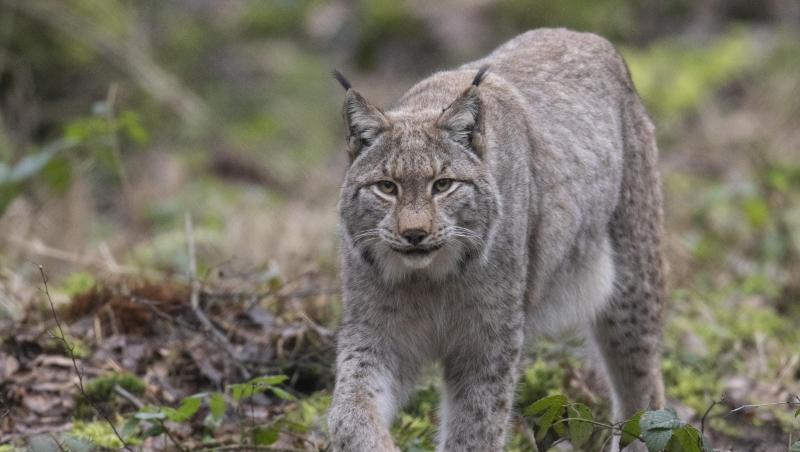 Ein Luchs spaziert durch sein Gehege. Foto: Boris Roessler/dpa/Archivbild Ein Luchs spaziert durch sein Gehege. Foto: Boris Roessler/dpa/Archivbild