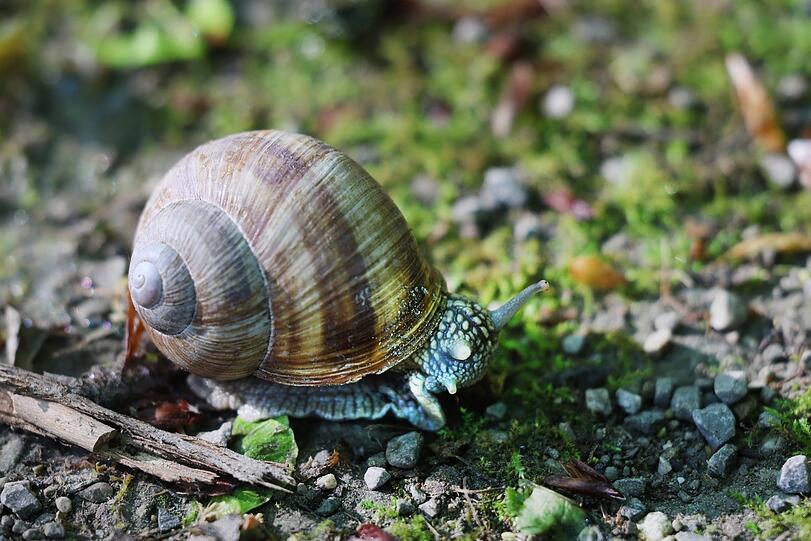 Frühaufsteher: eine Weinbergschnecke macht sich auf den Weg.