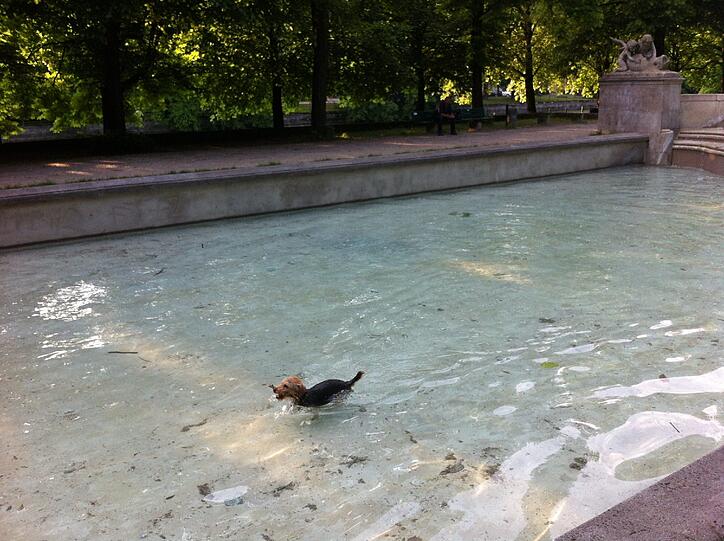 Sprung ins kühle Wasser, und schnell das Stöckchen holen...