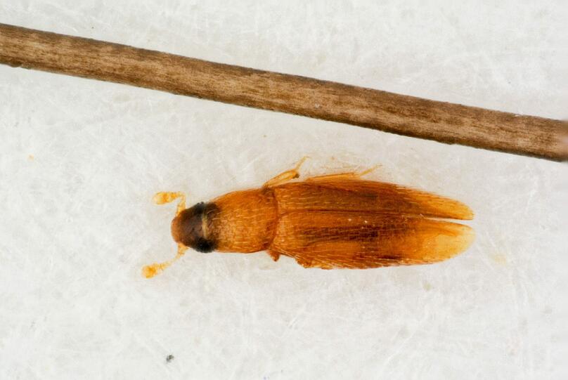 Der Federflügler Baranowskiella ehnstromi, hier neben einem menschlichen Haar, ist mit bloßem Auge kaum zu sehen.