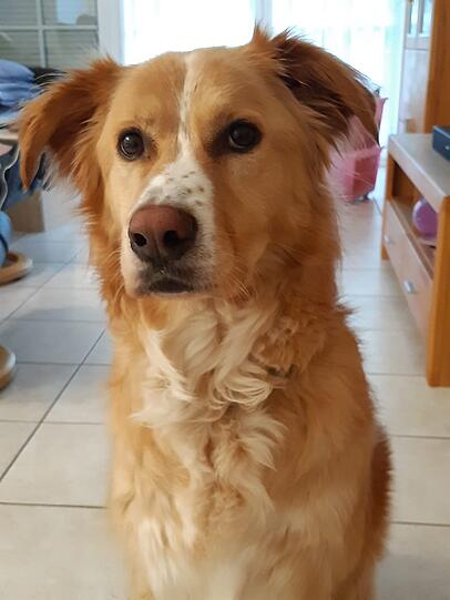 Nala
