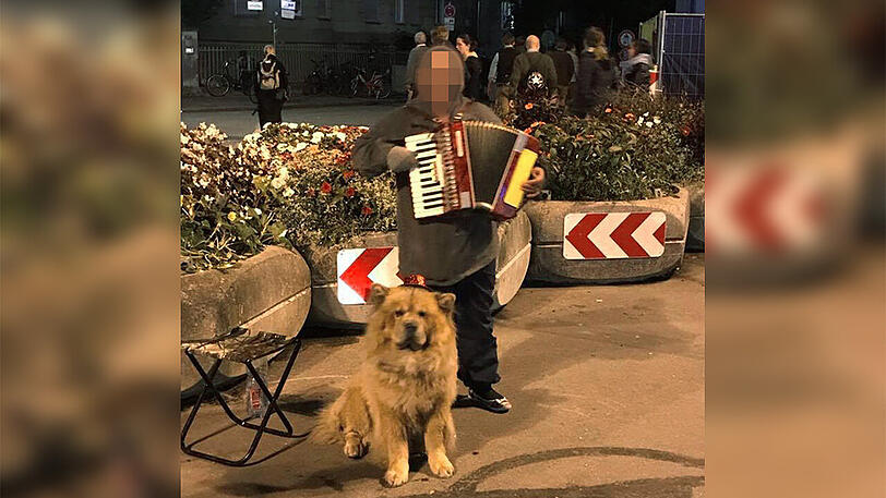Dieser Chow-Chow steht jeden Abend am Wiesnausgang zur U6.