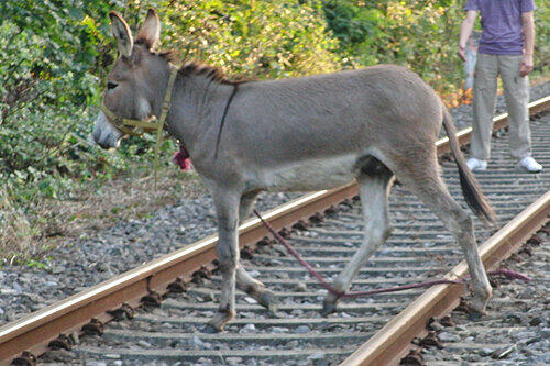 Esel Rokko blieb stur auf den Ringbahn-Gleisen stehen.