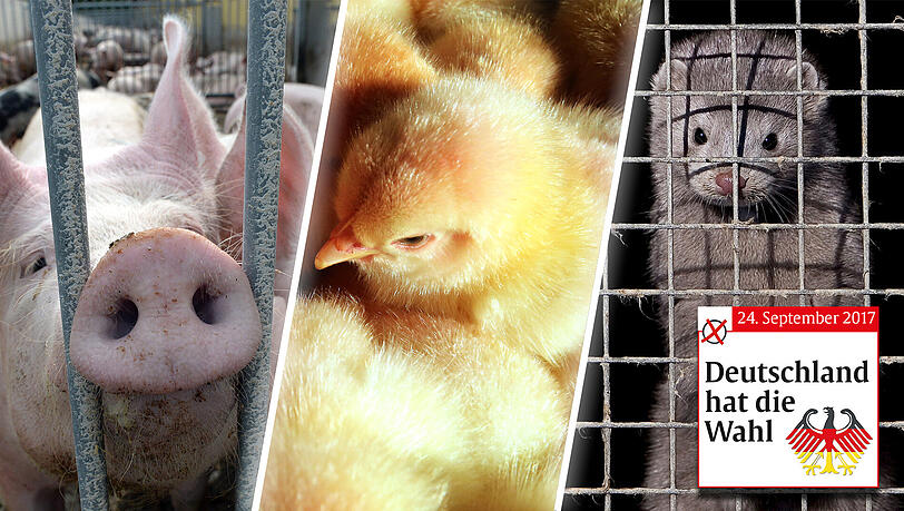 Wie sind die Positionen der Bundestagsparteien beim Tierschutz? Der Deutsche Tierschutzbund hat nachgefragt. Wie sind die Positionen der Bundestagsparteien beim Tierschutz? Der Deutsche Tierschutzbund hat nachgefragt.