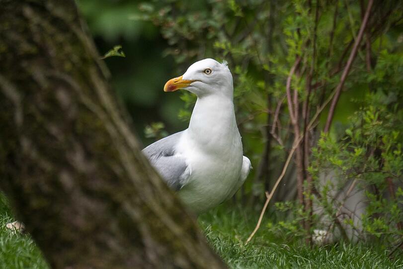 Seit Ende Mai im Tierpark: Die Hellabrunner Silbermöwen.