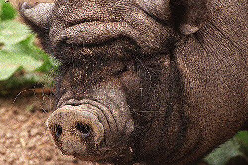 Ein Hängebauchschwein sorgte am Samstag in München für Wirbel