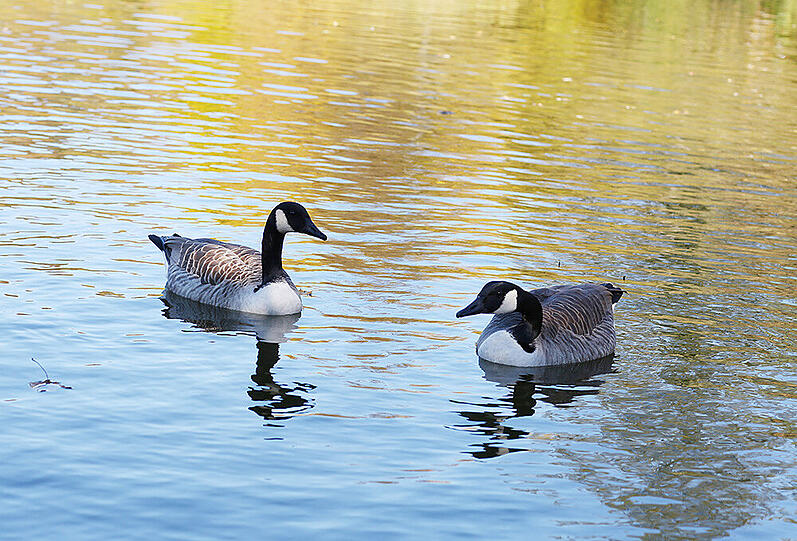 Kanadagänse auf dem &ndash; wie soll&rsquo;s im Westpark anders sein &ndash; Westsee.