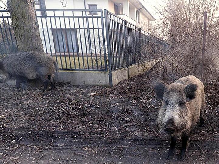 Wildschweine am Stadtrand von Warschau: Polen gehört in Europa neben Rumänien, Ungarn und dem Baltikum zu den besonders von der Afrikanischen Schweinepest betroffenen Regionen.