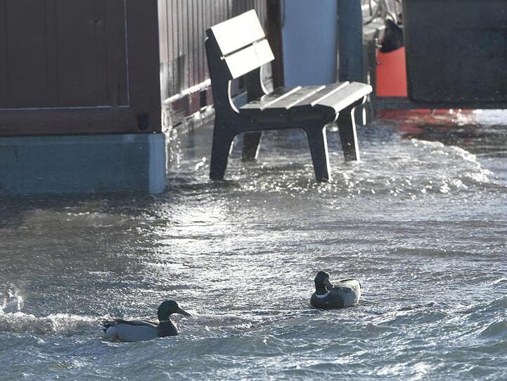 Enten schwimmen am Hafen von Laboe über einen überfluteten Weg.