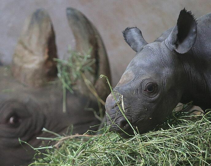 Besucher im Magdeburger Zoo konnten jetzt einen ersten öffentlichen Blick auf das kleine Nashorn-Baby werfen.