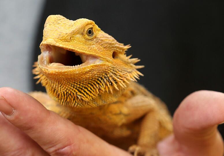 Die Auffangstation für Reptilien nimmt jedes Jahr rund 1200 Tiere - hier eine Bartagame - auf, von denen nur etwa die Hälfte vermittelt werden kann. Deshalb suchen die Verantwortlichen seit Jahren nach einem neuen Standort.