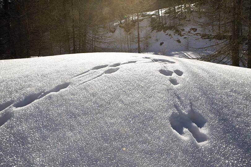 Abdrücke von Schneeschuhen im Schnee: Ein Rentner kam von einer Wanderung nicht zurück. (Symbolbild)