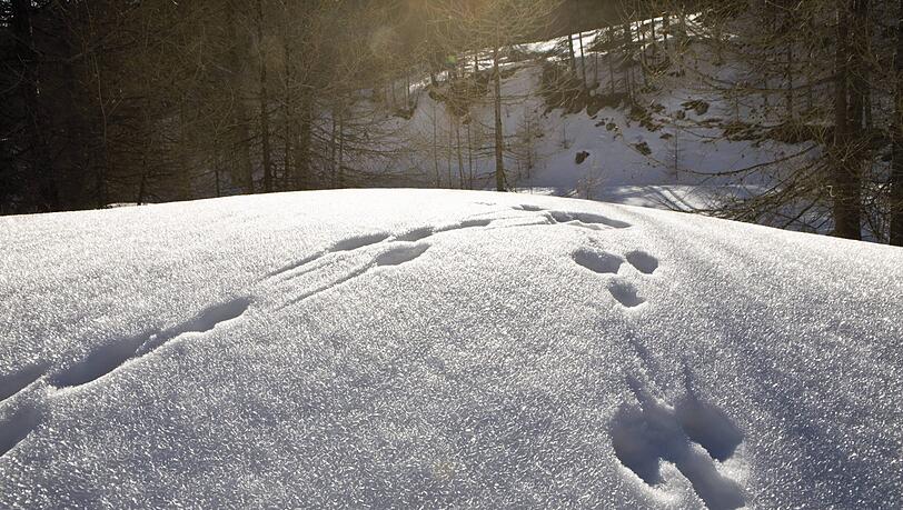 Abdrücke von Schneeschuhen im Schnee: Ein Rentner kam von einer Wanderung nicht zurück. (Symbolbild) Abdrücke von Schneeschuhen im Schnee: Ein Rentner kam von einer Wanderung nicht zurück. (Symbolbild)