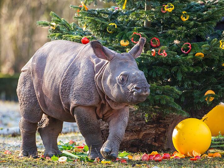 Dezember 2015: Panzernashorn Puri freut sich über seinen ersten Weihnachtsbaum.