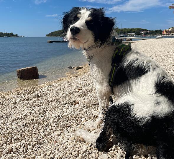 Cooper