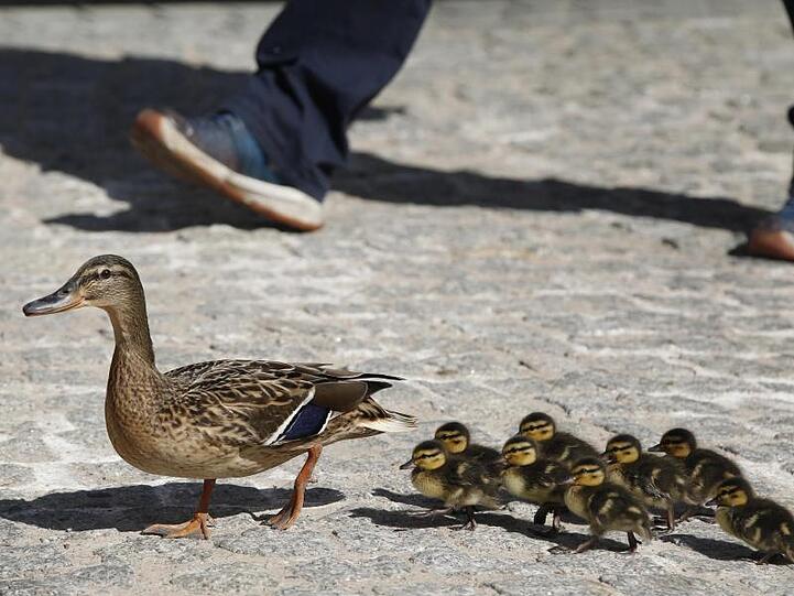 Eine Entenfamilie watschelt über eine Straße. Foto: Czarek Sokolowski/AP/dpa/Symbolbild