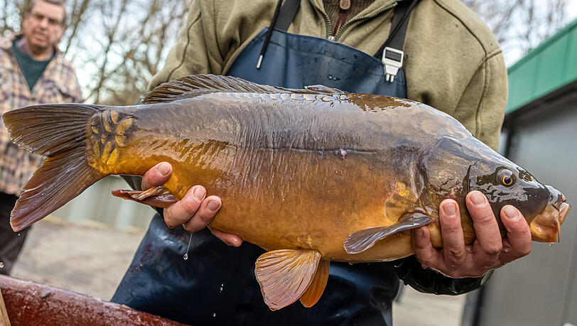 Mit einem Karpfen wird das Karfreitagsessen regional und &ouml;kologisch unbedenklich.