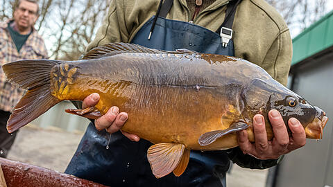 Mit einem Karpfen wird das Karfreitagsessen regional und &ouml;kologisch unbedenklich.