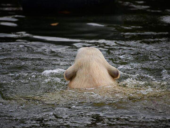 Eisbärin Hertha in einem Wasserbecken im Tierpark Berlin.