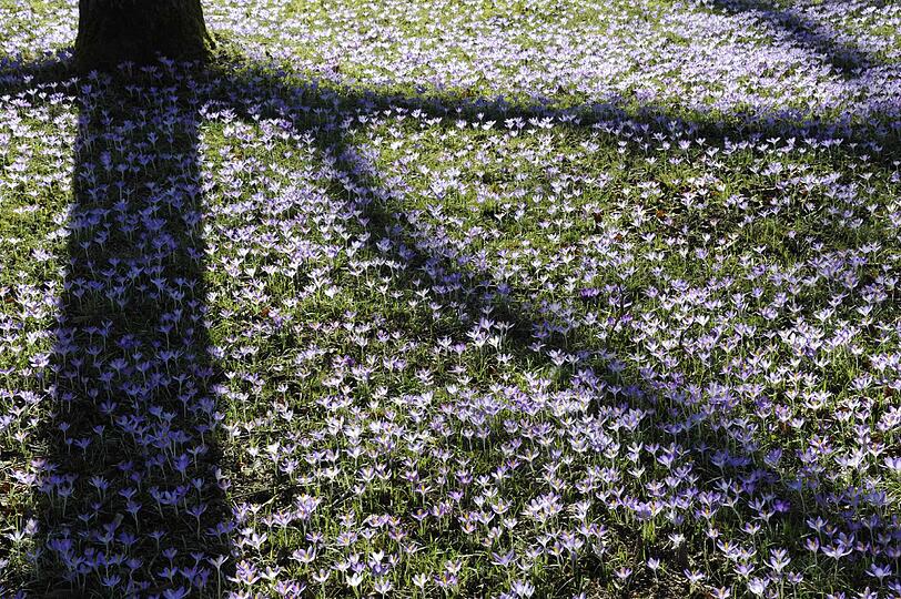 Krokuswiese. Ein Mosaik aus Frühlingsfarben