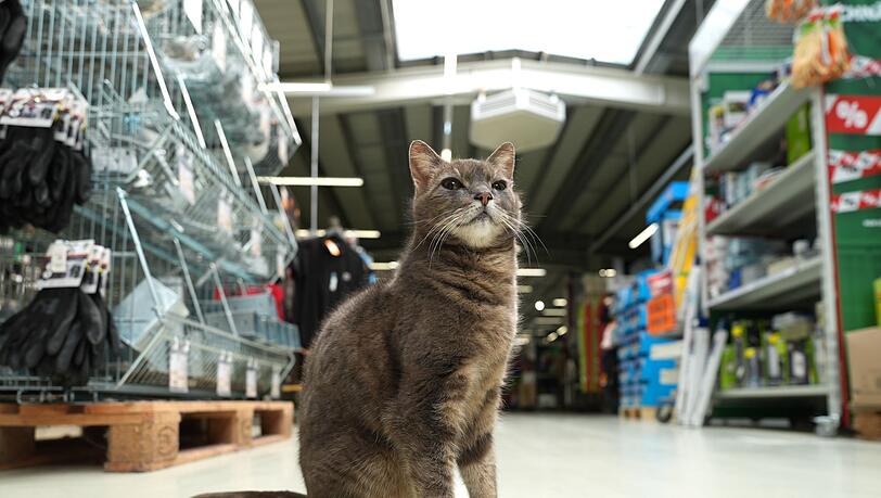 Wenn Lotti nicht auf ihrem Platz d&ouml;st, geht sie auf Erkundungstour durch den Markt.