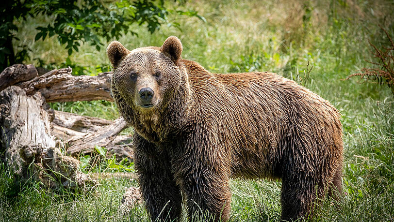 Ein Braunbär wie dieser hat den Italiener attackiert und tödlich verletzt. (Archivbild)