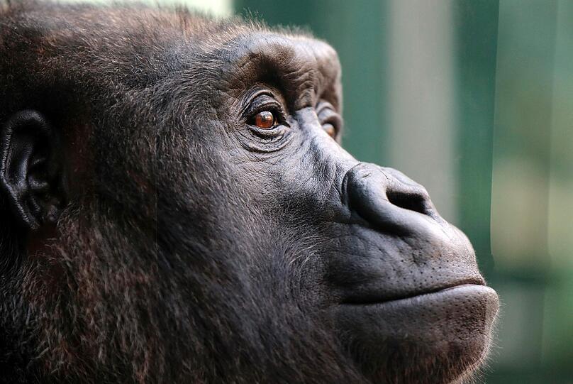 Nachwuchs bei den Menschenaffen: Mehr Fotos vom kleinen Gorilla-Baby und seiner Mutter Bagira. Zum Durchklicken...