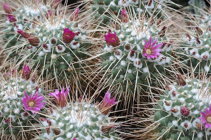 Meister im Überleben: ein Warzenkaktus, Mammillaria compressa.