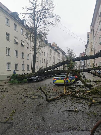 Der etwa 20 Meter hohe Baum landete direkt auf dem Streifenwagen.