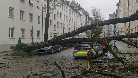 Der etwa 20 Meter hohe Baum landete direkt auf dem Streifenwagen.