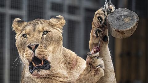 Der Eindringling kletterte rund sechs Meter &uuml;ber eine Mauer und an einen Baum in das Gehege hinunter. (Symbolbild)