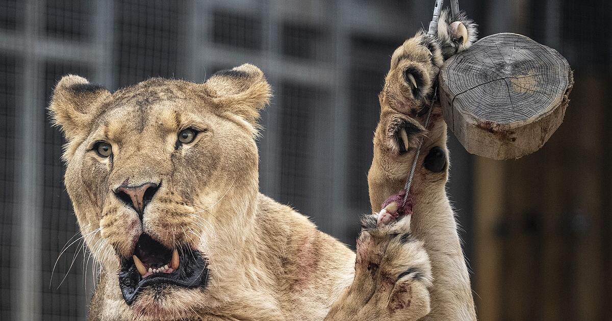 L-win-t-tet-Eindringling-in-brasilianischem-Zoo