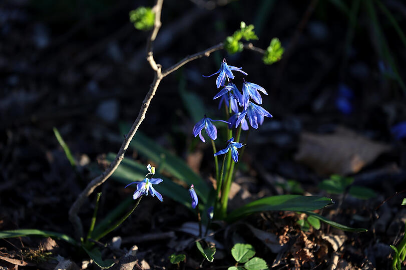 Der filigrane (aber giftige) Blaustern gehört zu den ersten Blühpflanzen.