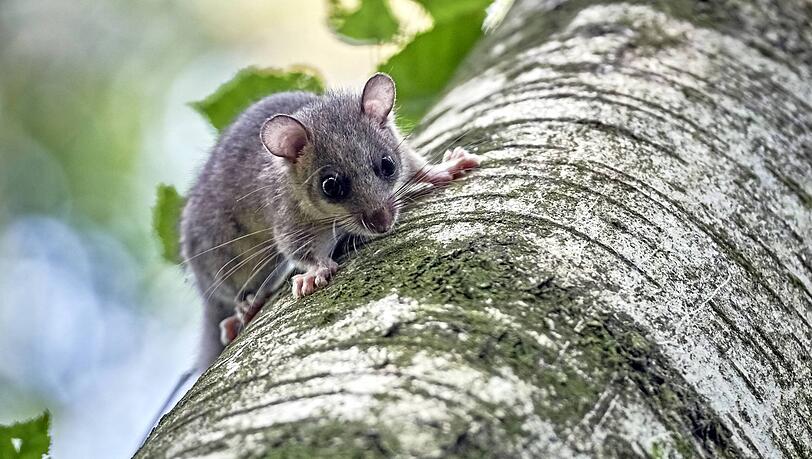 Der Siebenschl&auml;fer &ndash; was ein possierliches Tierchen. Bis zu zehn von ihnen verungl&uuml;ckten nun t&ouml;dlich im einem Brunnen des Ostfriedhofs.