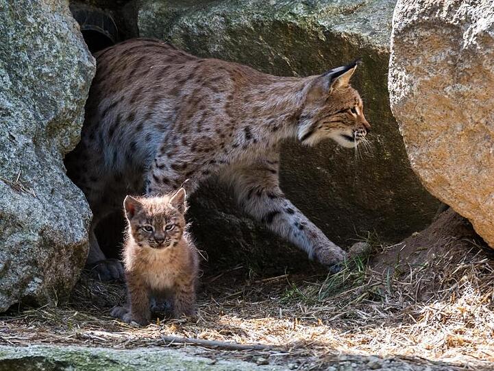 Eine Luchsmutter im Wildpark Mehlmeisel mit einem ihrer Jungen. Foto: Nicolas Armer/dpa/Archivbild