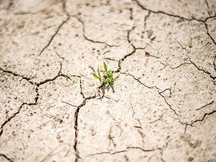 Trockenheit in Bayern: Eine Pflanze wächst aus der rissigen Erde eines Feldes. Foto: Sina Schuldt/Archivbild