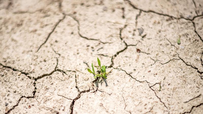 Trockenheit in Bayern: Eine Pflanze wächst aus der rissigen Erde eines Feldes. Foto: Sina Schuldt/Archivbild Trockenheit in Bayern: Eine Pflanze wächst aus der rissigen Erde eines Feldes. Foto: Sina Schuldt/Archivbild