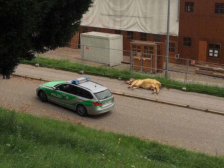 Auf Münchens Theresienwiese wird fürs Oktoberfest gewerkelt. Am Dienstagmorgen kam es dabei zu einem kuriosen Zwischenfall: Polizisten mussten eine entlaufene Kuh erschießen.