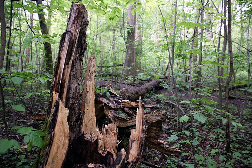 Totes Holz darf liegenbleiben.