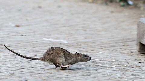 Am Hauptbahnhof tummeln sich in letzter Zeit mitten am Tag immer häufiger zahlreiche Ratten. (Symbolbild)