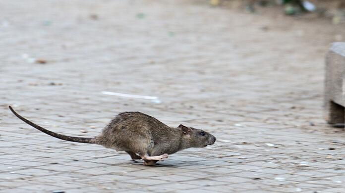 Am Hauptbahnhof tummeln sich in letzter Zeit mitten am Tag immer häufiger zahlreiche Ratten. (Symbolbild)