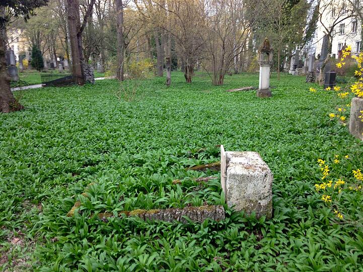 Bärlauch satt auf dem Südfriedhof.