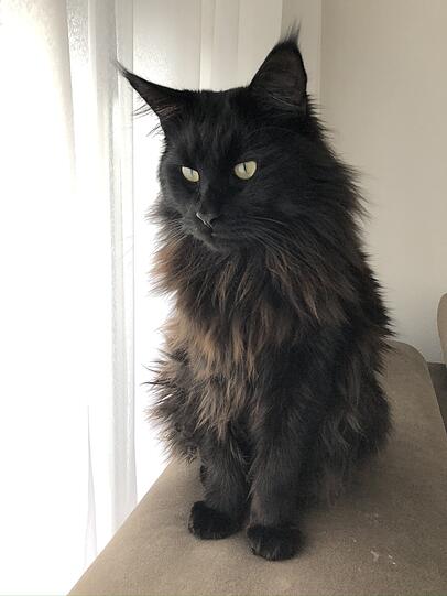 Bagheera